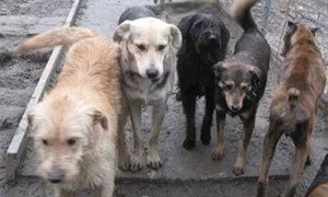 Собаки